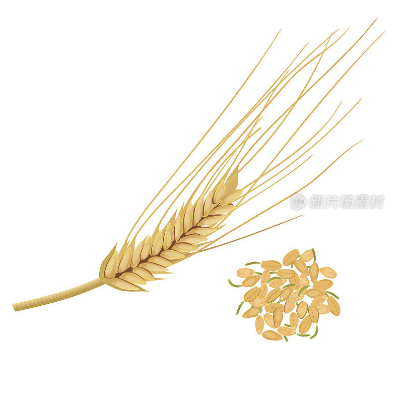 Wheat germ, the nutritious wheat kernel. isolated. Germinated grains